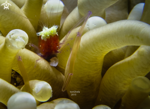 A Cuapetes kororensis | Mushrom coral shrimp