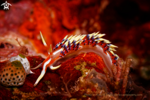 A Flabellinidae Sp. | Nudibranche