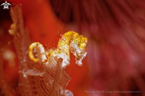 A Hippocampus pontohi | Pygmy Seahorse
