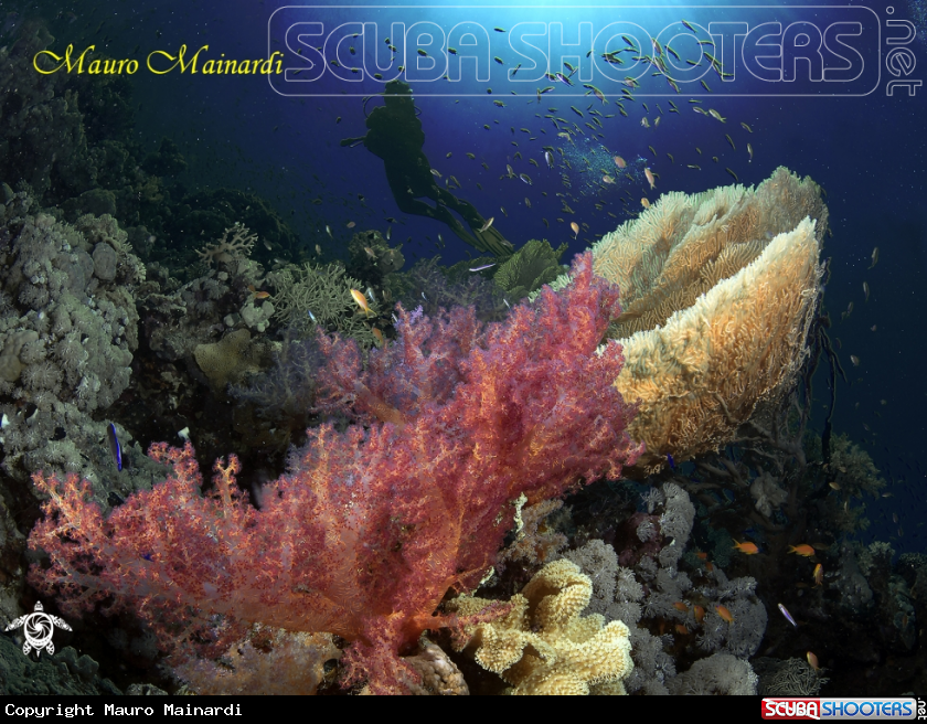 A Red sea reef