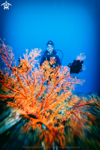 A Divers..... | Coral