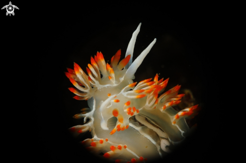 A Flabelina babai | Seaslug