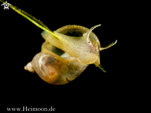A Lymnaea stagnalis | Spitzschlammschnecke