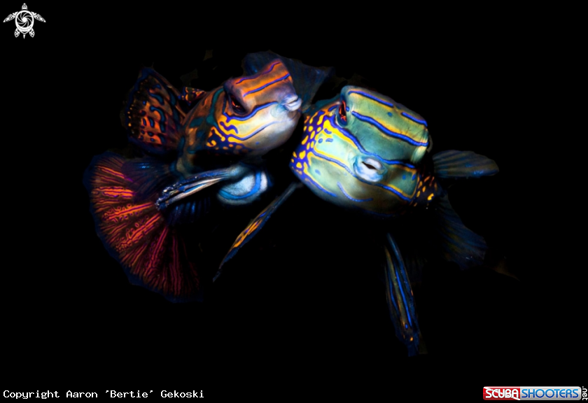 Mandarinfish perform a love dance