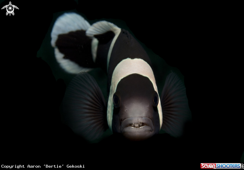Clownfish with tongue-eating isopod