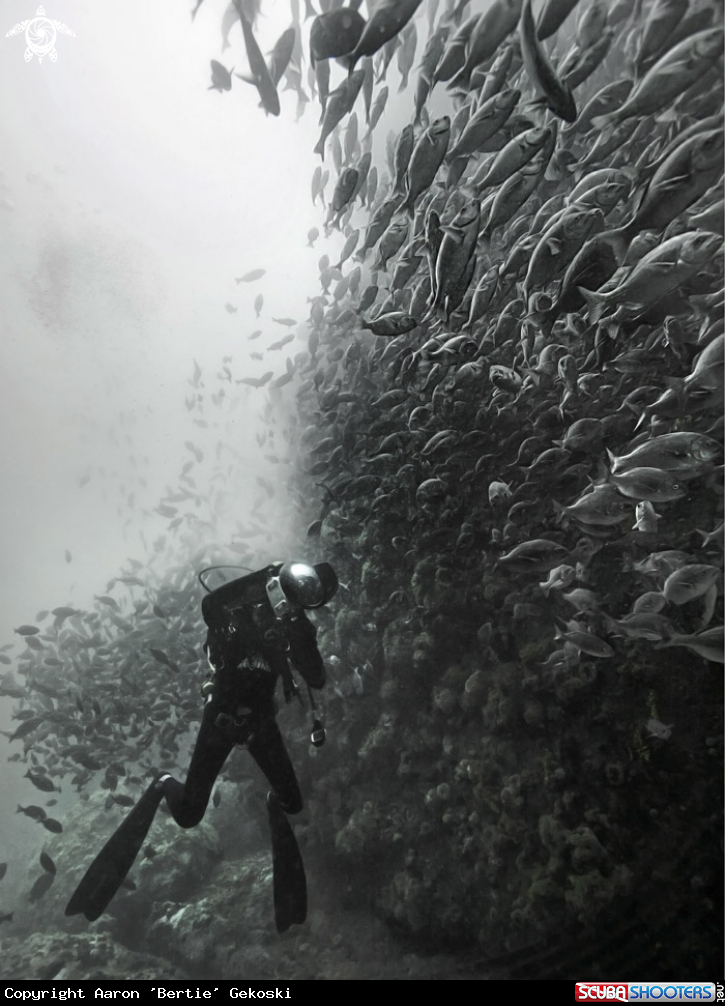Photographer immersed in school of fish