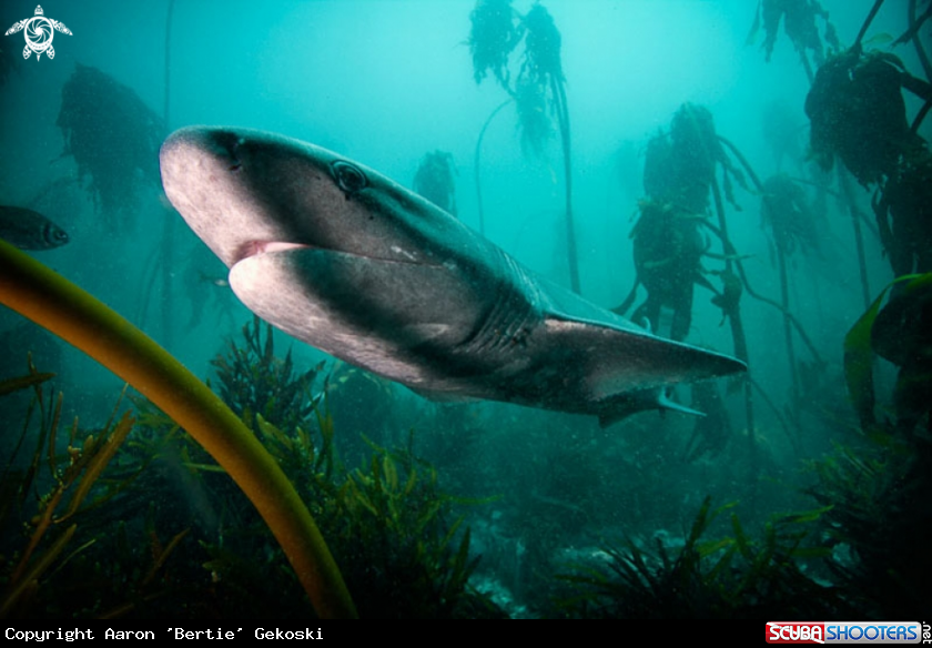 Cow sharks in kelp forest