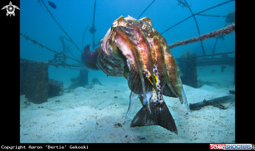 A Rabbitfish, broadclub cuttlefish