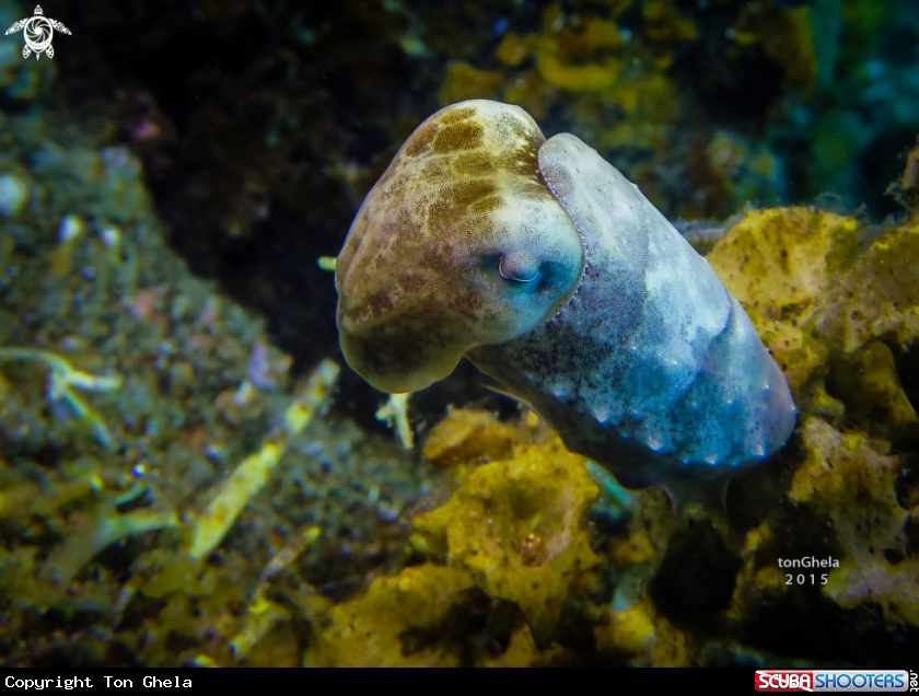 A Dwarf Reef cuttlefish