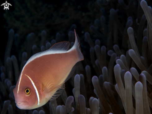 A Amphiprion Perideraion