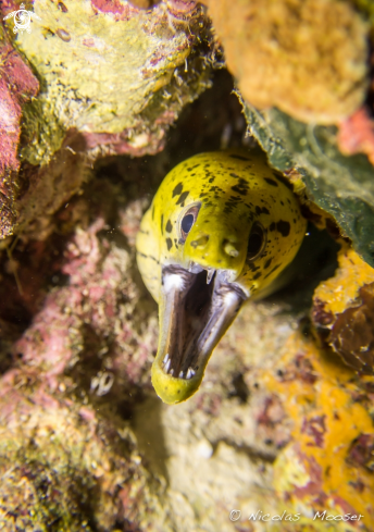 A Yellow moray eel