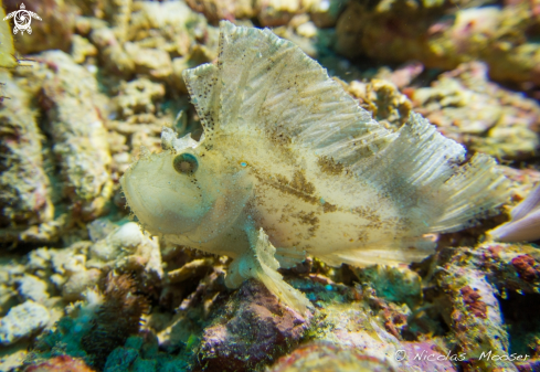 A white leaf scorpionfish