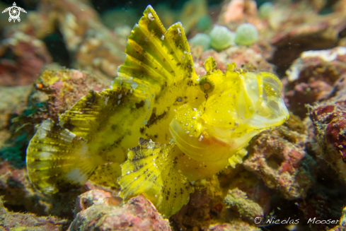 A Yellow leaf scorpionfish