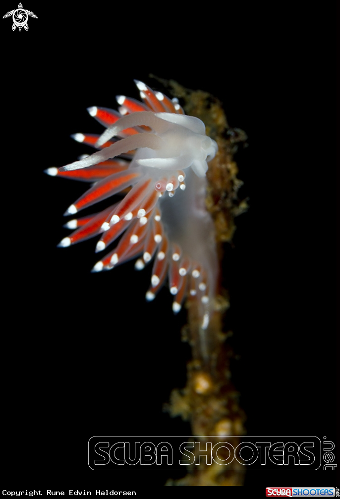 A Flabellina Gracilis