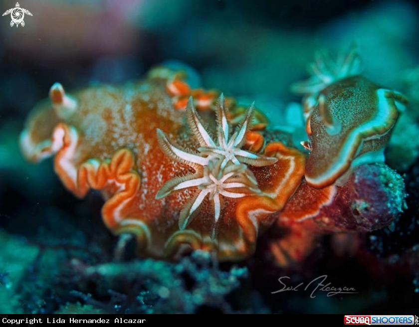 Double gills nudibranch
