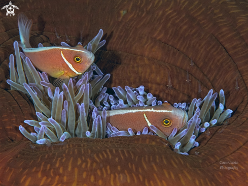 A (Amphiprion perideraion ) | clownfish 