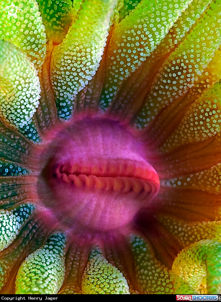 Cup Coral Portrait