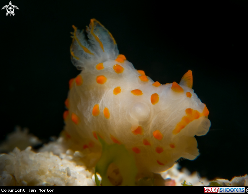 A Nudibranch 3mm in length