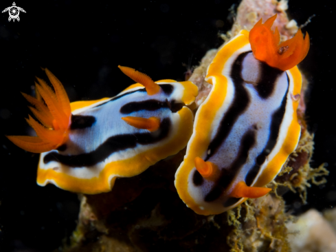 A Two Nudibranch