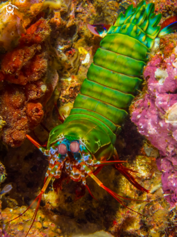 A Peacock Mantis Shrimp Full Body