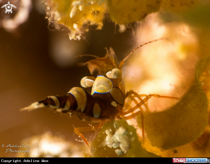 A Squat anemone shrimp