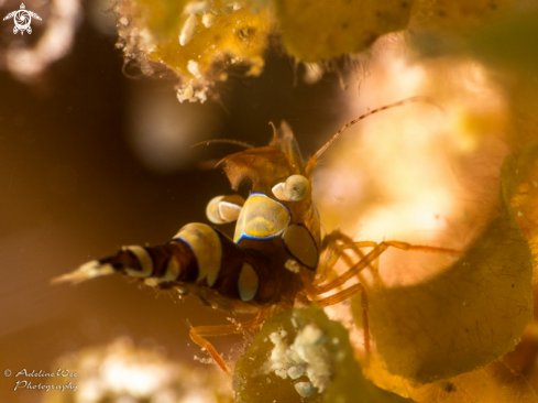 A Thor amboinensis | Squat anemone shrimp