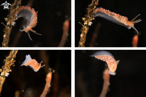 A Flabelilna SP | Nudibranch