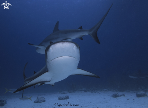 A Carcharhinus perezii | Caribbean Reef Shark