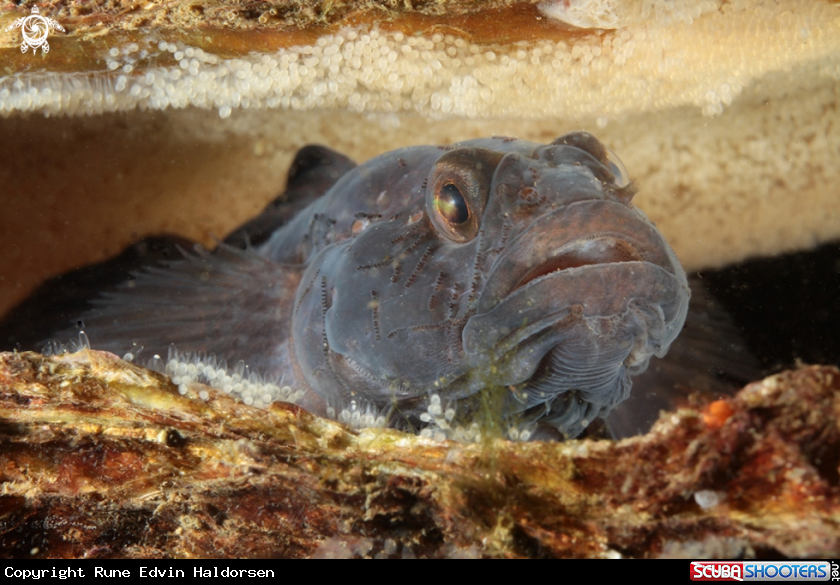 Goby on eggs