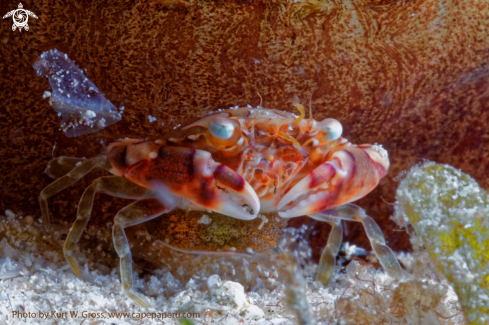A Lissocarcinus laevis | Porzellan Crab