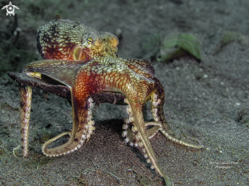 A Amphioctopus marginatus,  |  the coconut octopus and veined octopus