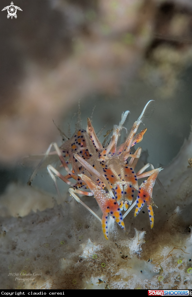 A Spiny tiger shrimp 