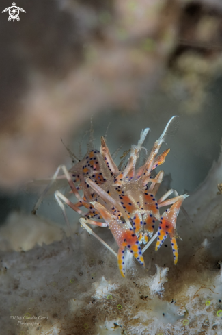 A Phyllognathia ceratophthalma | Spiny tiger shrimp 