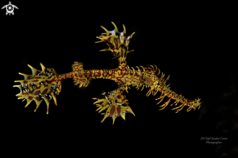 A Solenostum paradoxus | pipe ghost fish
