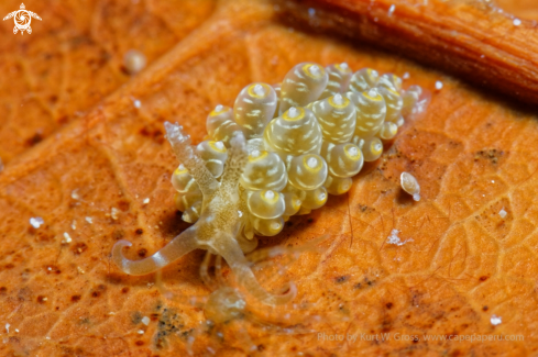 A spurilla macleayi | Nudibranche