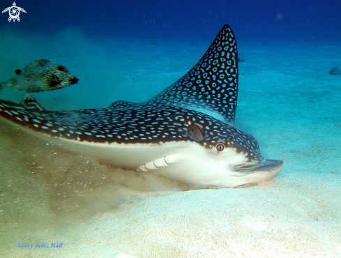 A Aetobatus narinari and Rhinesomus triqueter  | Spotted Eagle Ray and Smooth trunkfish