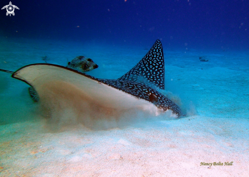 A Aetobatus narinari and Rhinesomus triqueter  | Spotted Eagle Ray and Smooth trunkfish