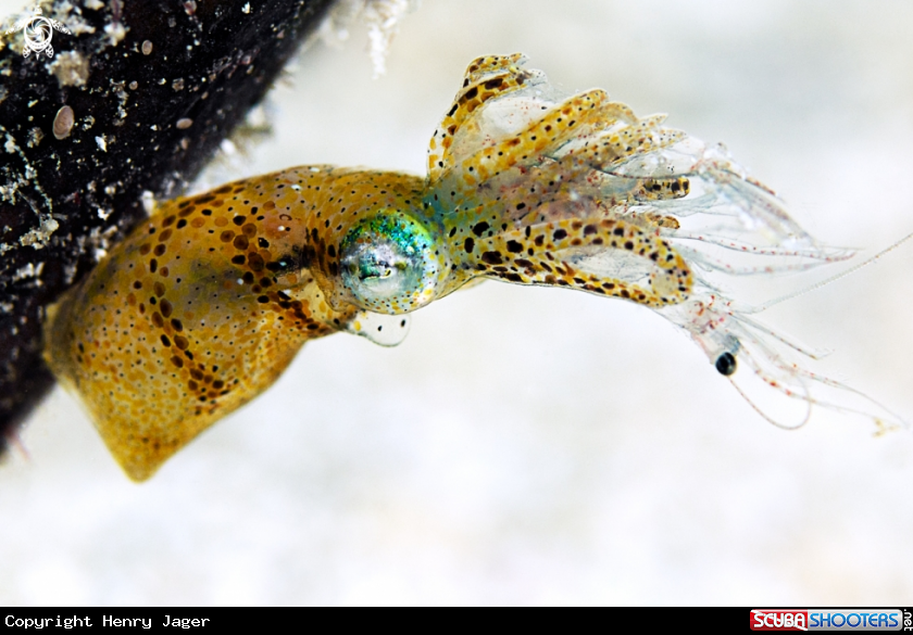 Pygmy squid catches a shrimp