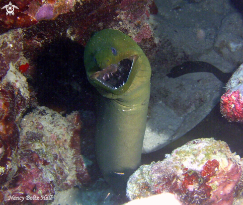 A Gymnothorax funebris | Green Moray eel