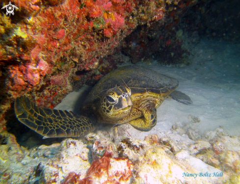 A  Chelonia mydas | Green Sea Turtle