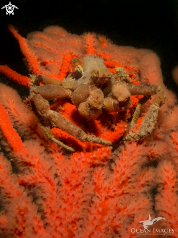 A Hotlips Spider Crab