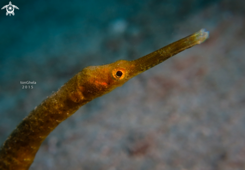 A  Trachyrhamphus bicoarctatus | Pipefish