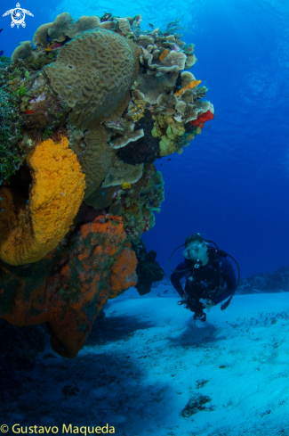 A Cozumel reef | Arrecife de Cozumel