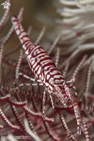 A Laomenes amboinensis | Crinoid shrimp