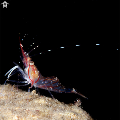 A Pandalus montagui | Pink Shrimp