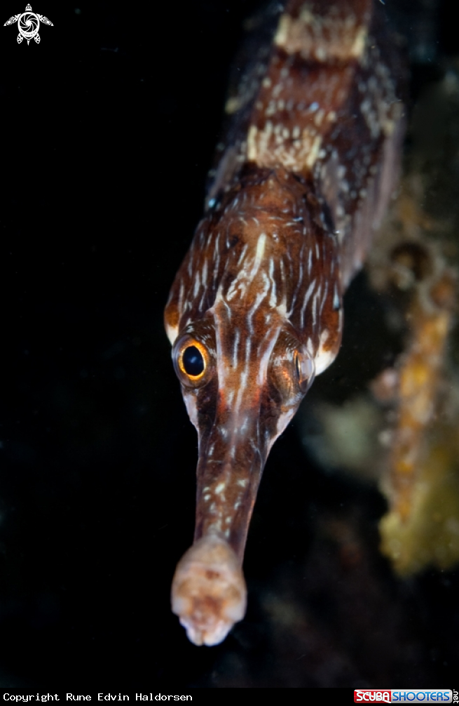 Lesser pipefish