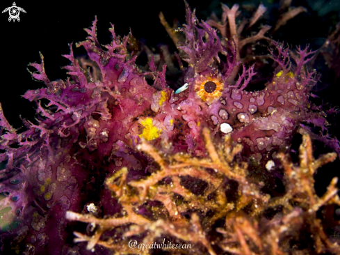 A Rhinopias frondosa | Weedy Scorpionfish