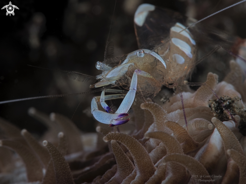 A Laomenes amboinensis | attinia shrimp