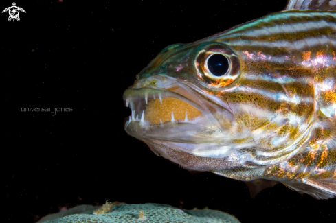 A Cheilodipterus macrodon | Tiger Cardinalfish 
