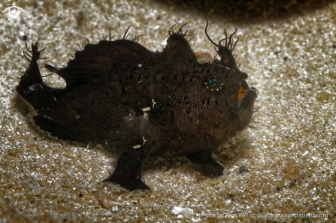 A Antennarius lineatus | Hairy Froggfish